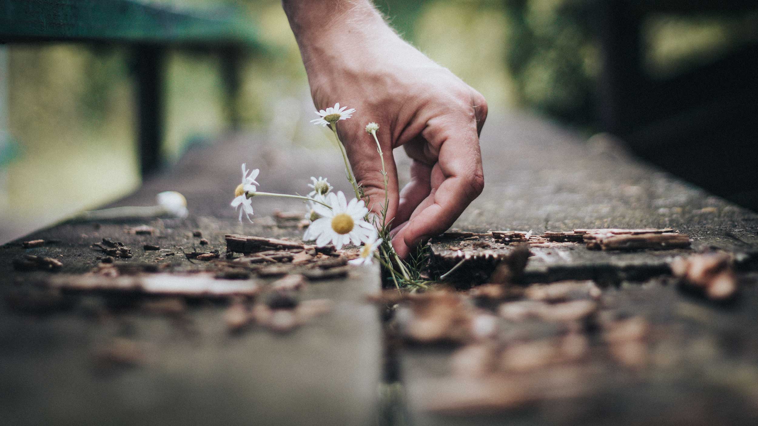 A man picking flowers out of a bench