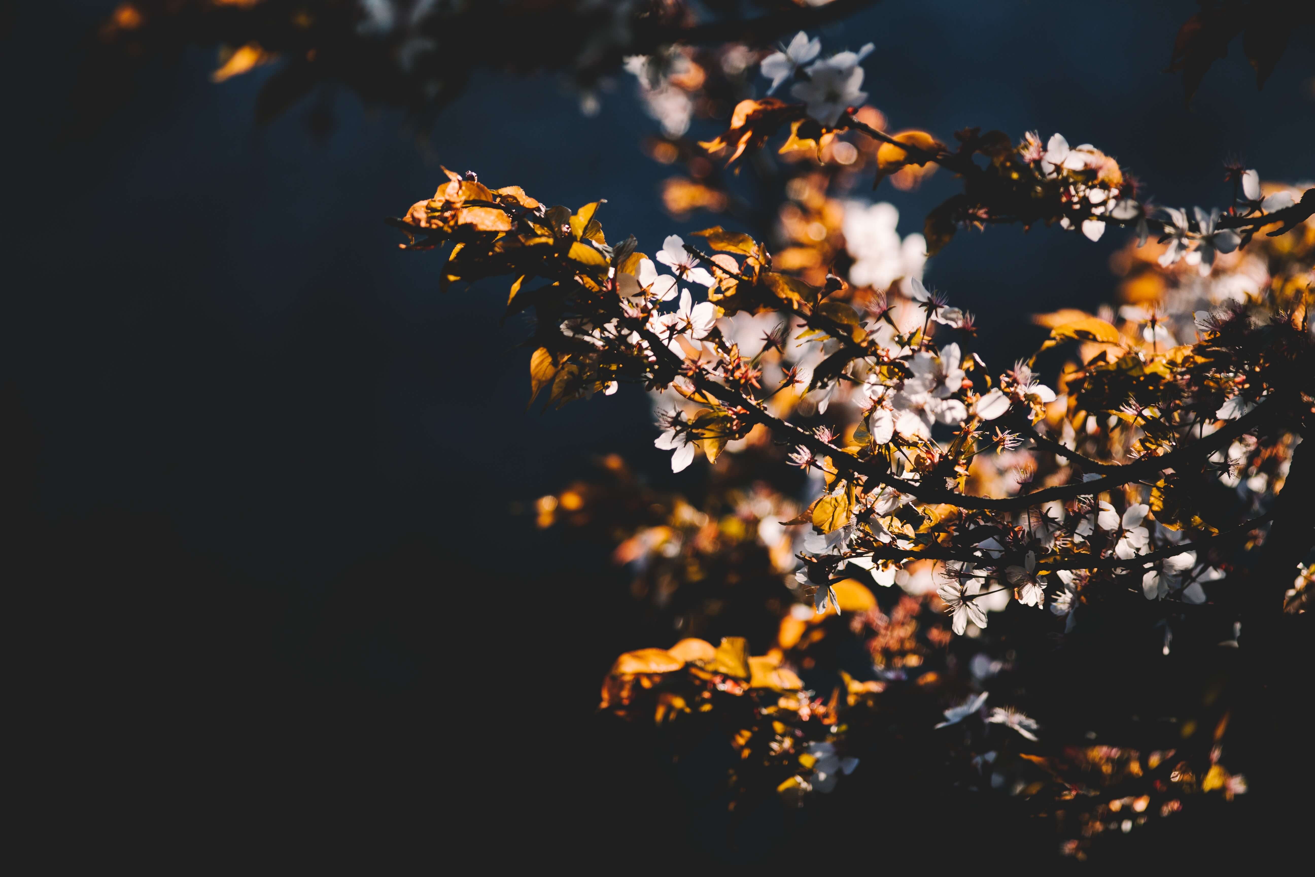 White flowers on branch - Wayside Chapel