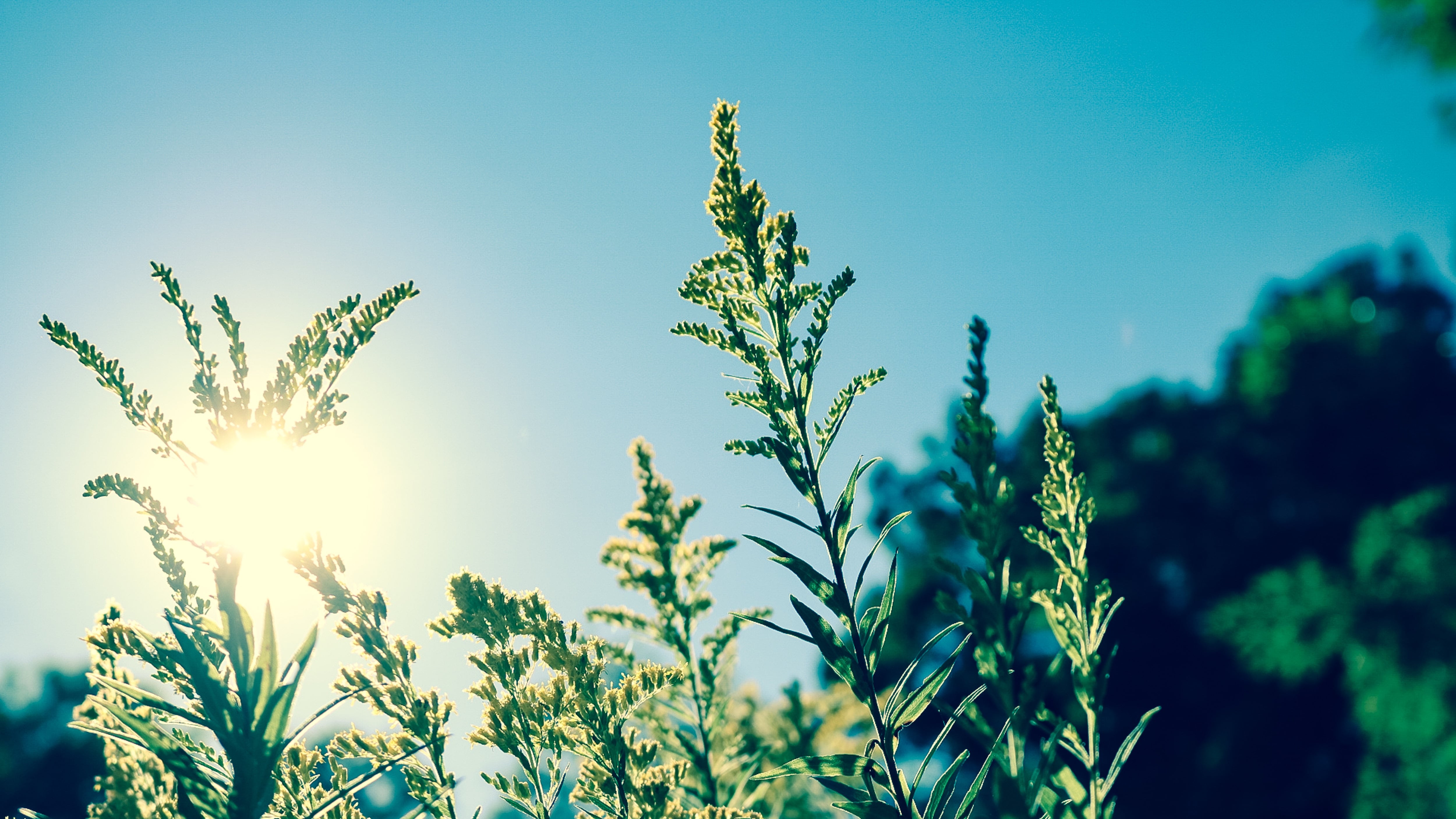 Blue sky, sun visible through the leaves of grass
